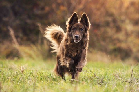 Rennender Brauner Hund, Harz, Wernigerode